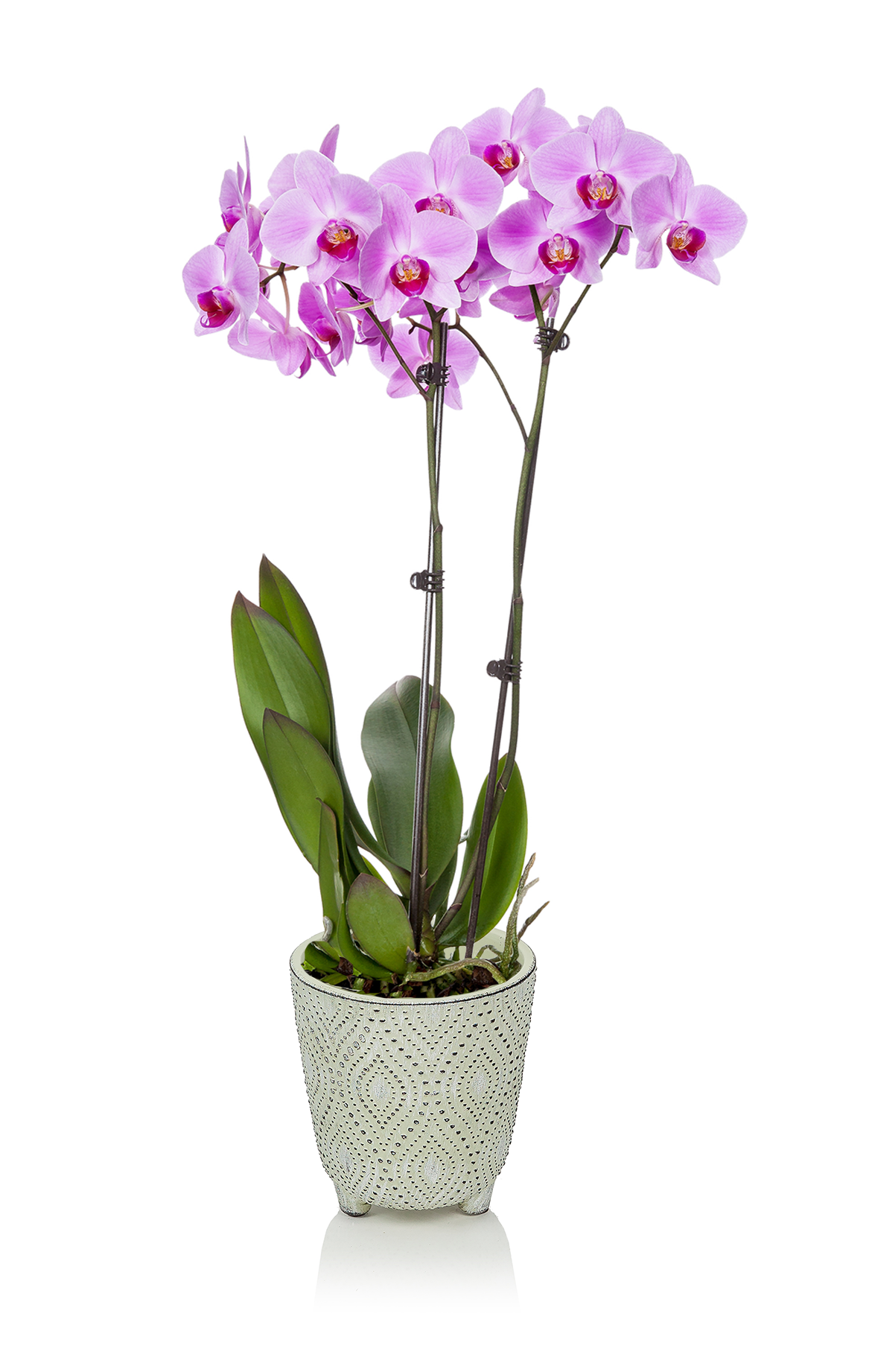 Perfect Plants for Valentine’s Day